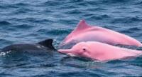 Pink Dolphin Spotted Off Oman's Coast